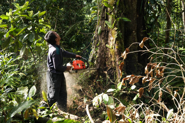 Best Emergency Storm Tree Removal  in Mount Jackson, VA